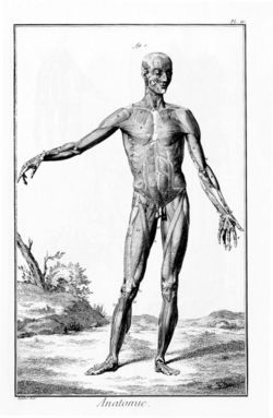 anatomi-otot-manusia-wikipedia.jpg