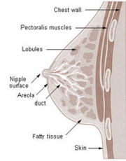 breast_anatomy-wikipedia.jpg