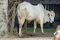 cow_in_sleman_java_2002_wikipedia.jpg