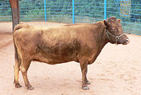 cow_wikipedia.jpg